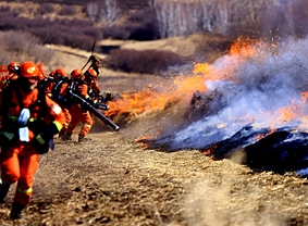  應急救援 林業(yè)病蟲害防治              